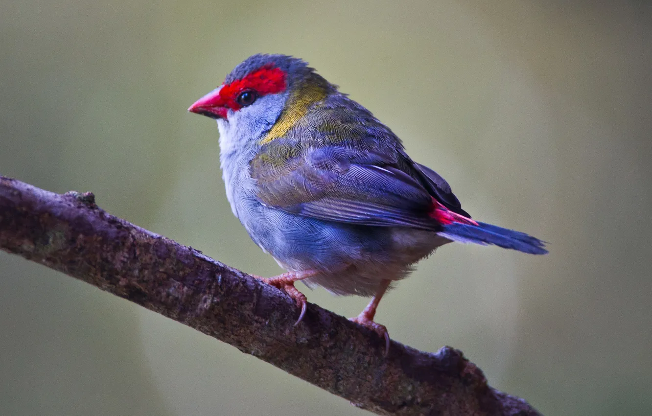 Photo wallpaper branches, bird, beak, tail, krasnoborovii astrild
