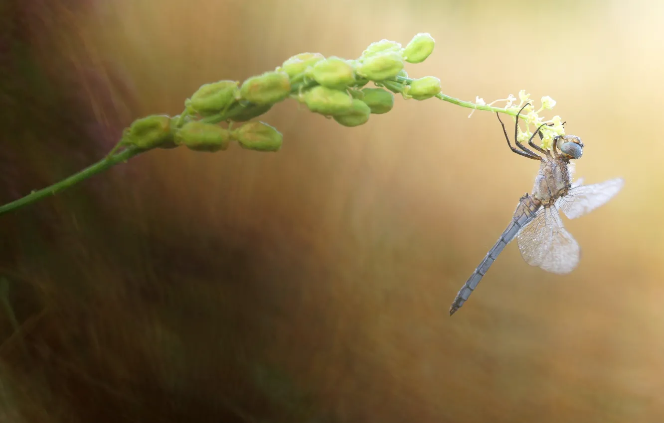 Photo wallpaper macro, dragonfly, insect, stem, Wallpaper from lolita777