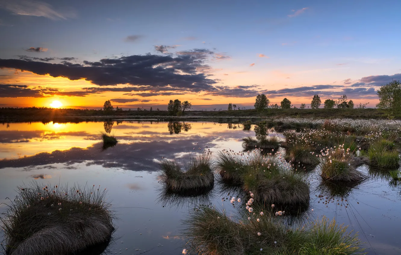 Photo wallpaper field, summer, sunset