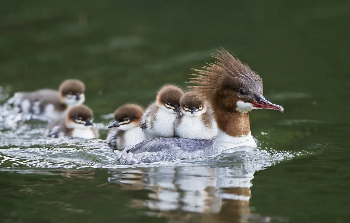 Photo wallpaper duck, Chicks, Common merganser