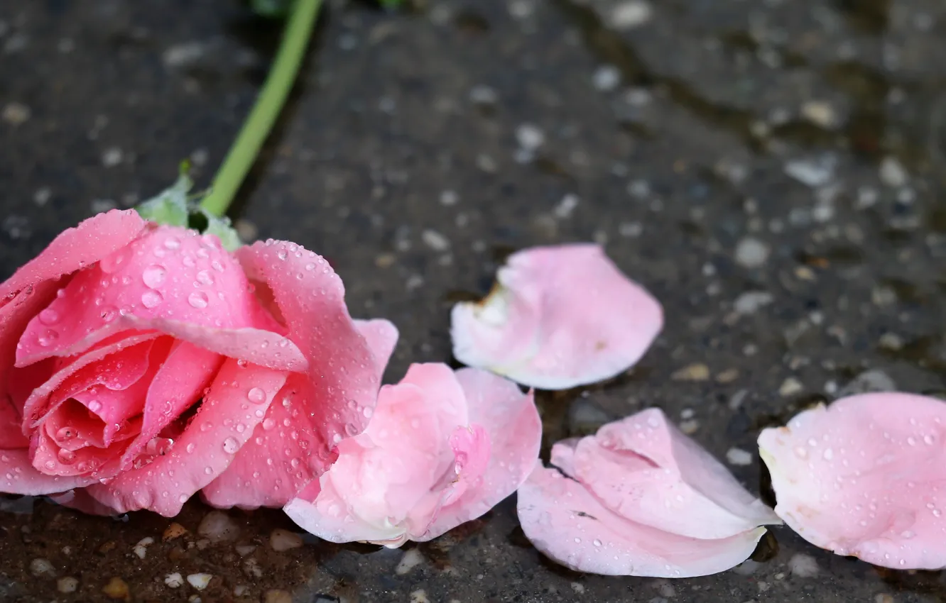 Photo wallpaper background, roses, petals, pink, buds