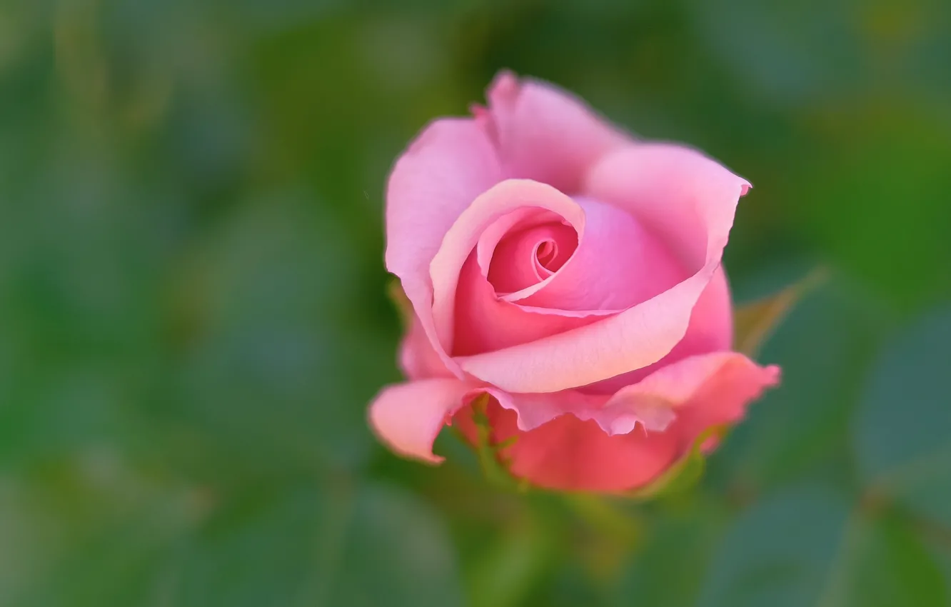 Photo wallpaper background, roses, pink, buds