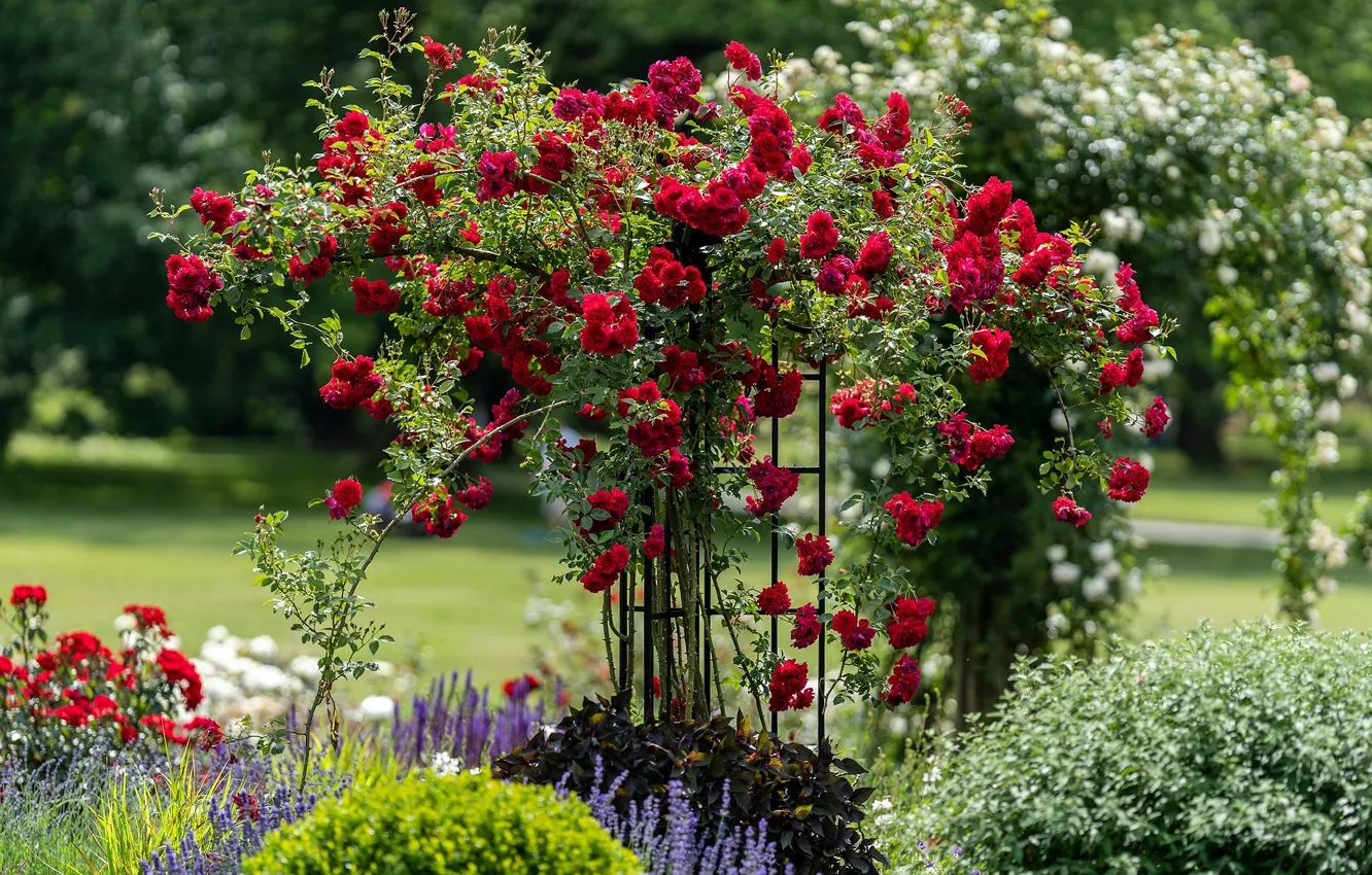 Photo wallpaper flowers, red, roses, garden, support, flowerbed, rose Bush, climbing rose