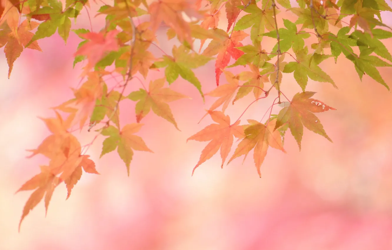 Photo wallpaper autumn, leaves, background, pink, color, yellow leaves