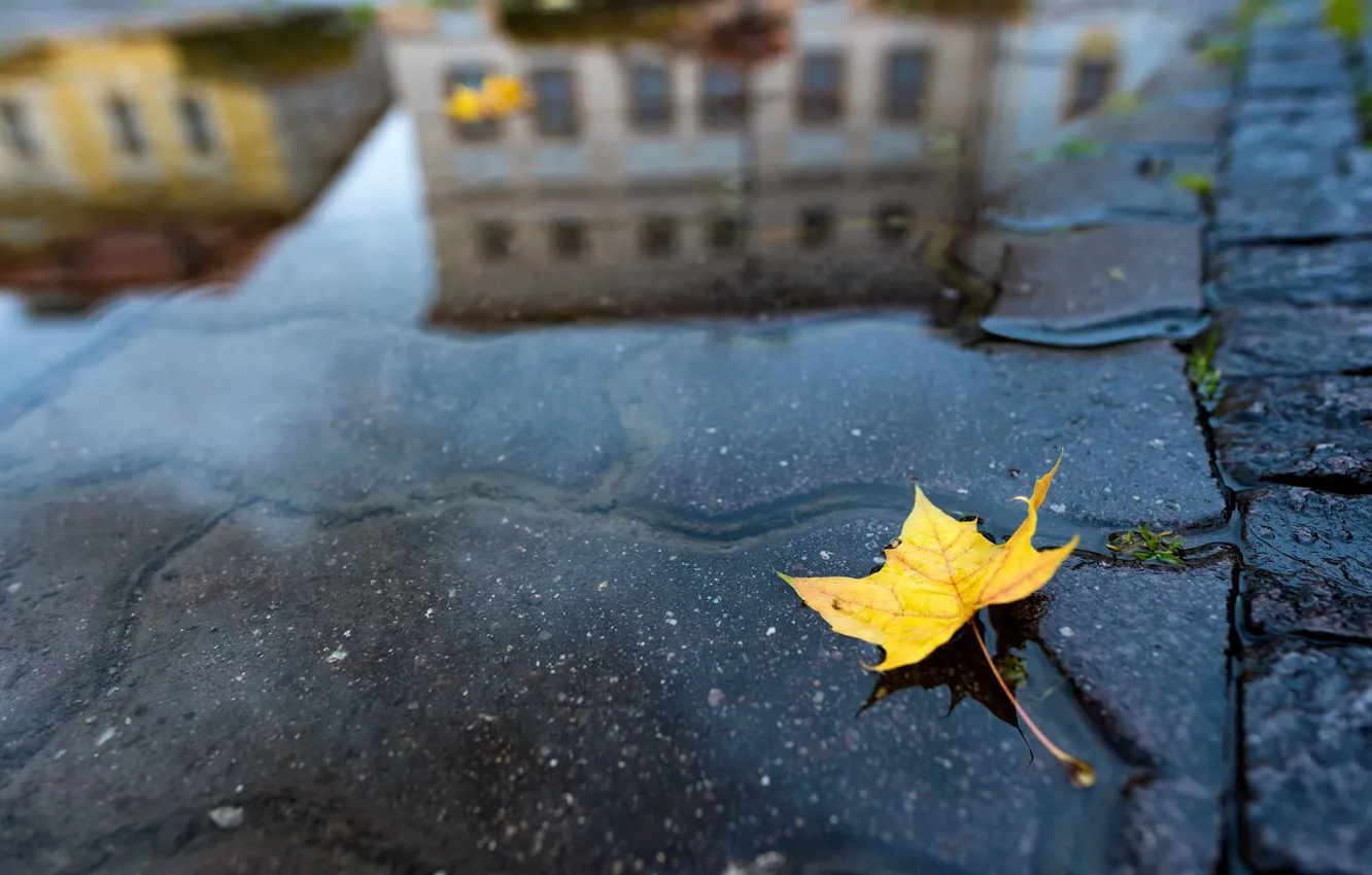Photo wallpaper autumn, water, yellow, the city, sheet, reflection, building, puddle