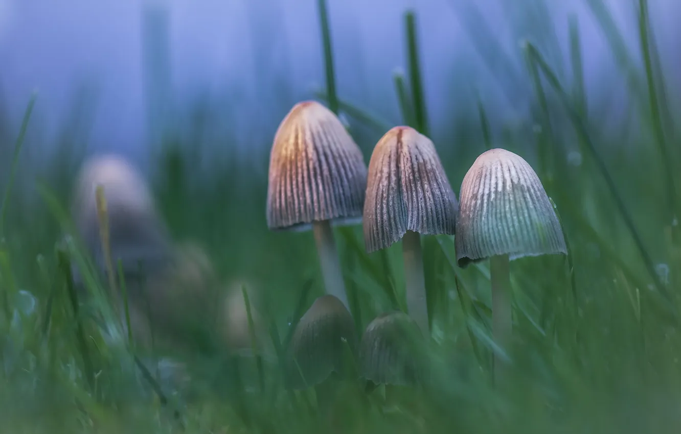 Photo wallpaper nature, background, mushrooms