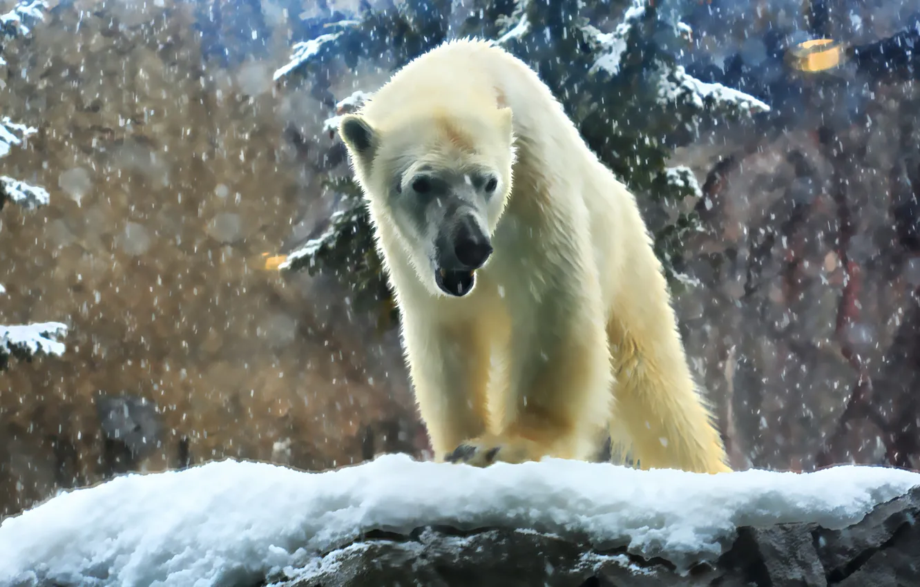 Photo wallpaper winter, white, nature, predator, power, bear