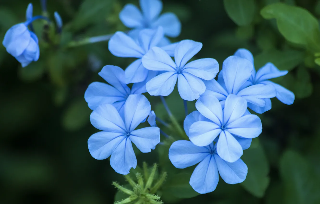 Photo wallpaper flowers, Plyumbago, Svinchatka, Blue flowers, Blue flowers