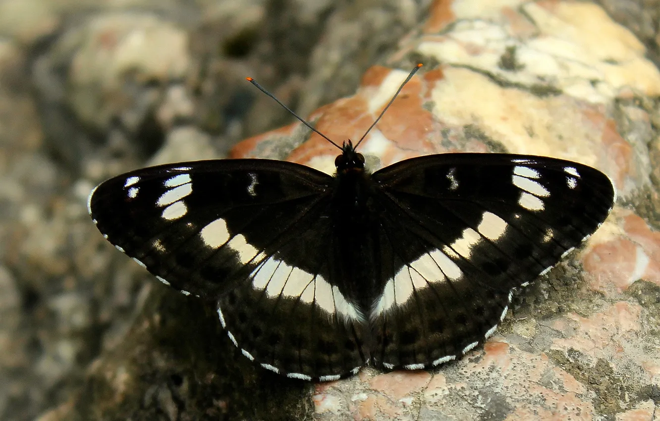 Photo wallpaper wings, butterfly, beautiful, close up