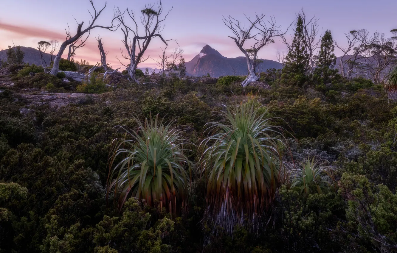 Photo wallpaper mountains, vegetation, slope