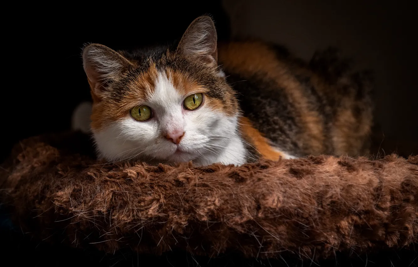 Photo wallpaper cat, look, background, muzzle, cat