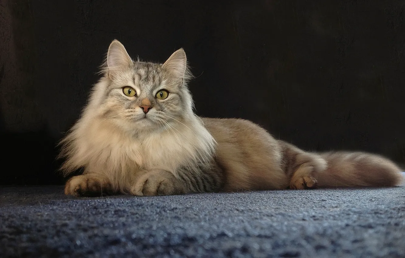 Photo wallpaper cat, posing, krasava