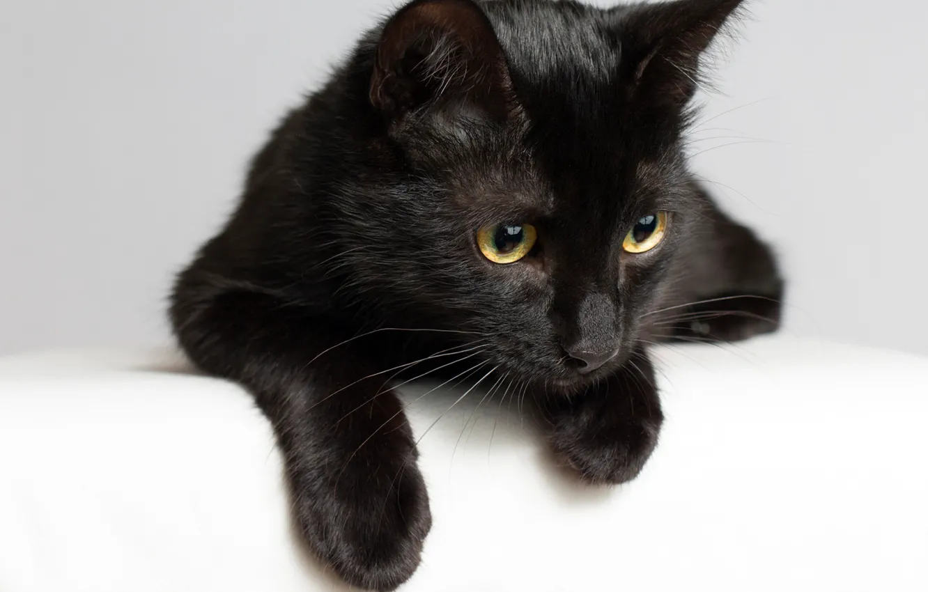 Photo wallpaper cat, cat, muzzle, black