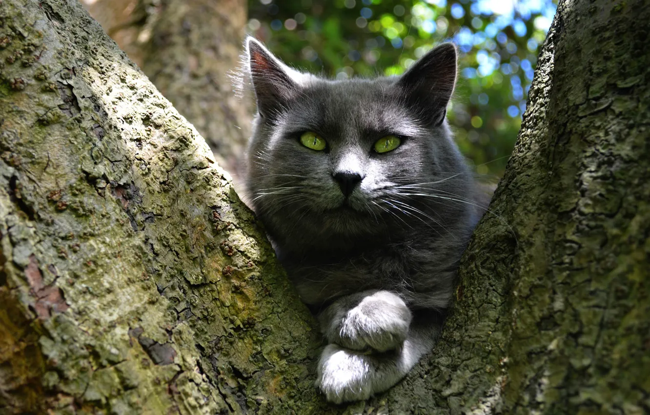 Photo wallpaper cat, cat, look, face, light, trees, nature, pose