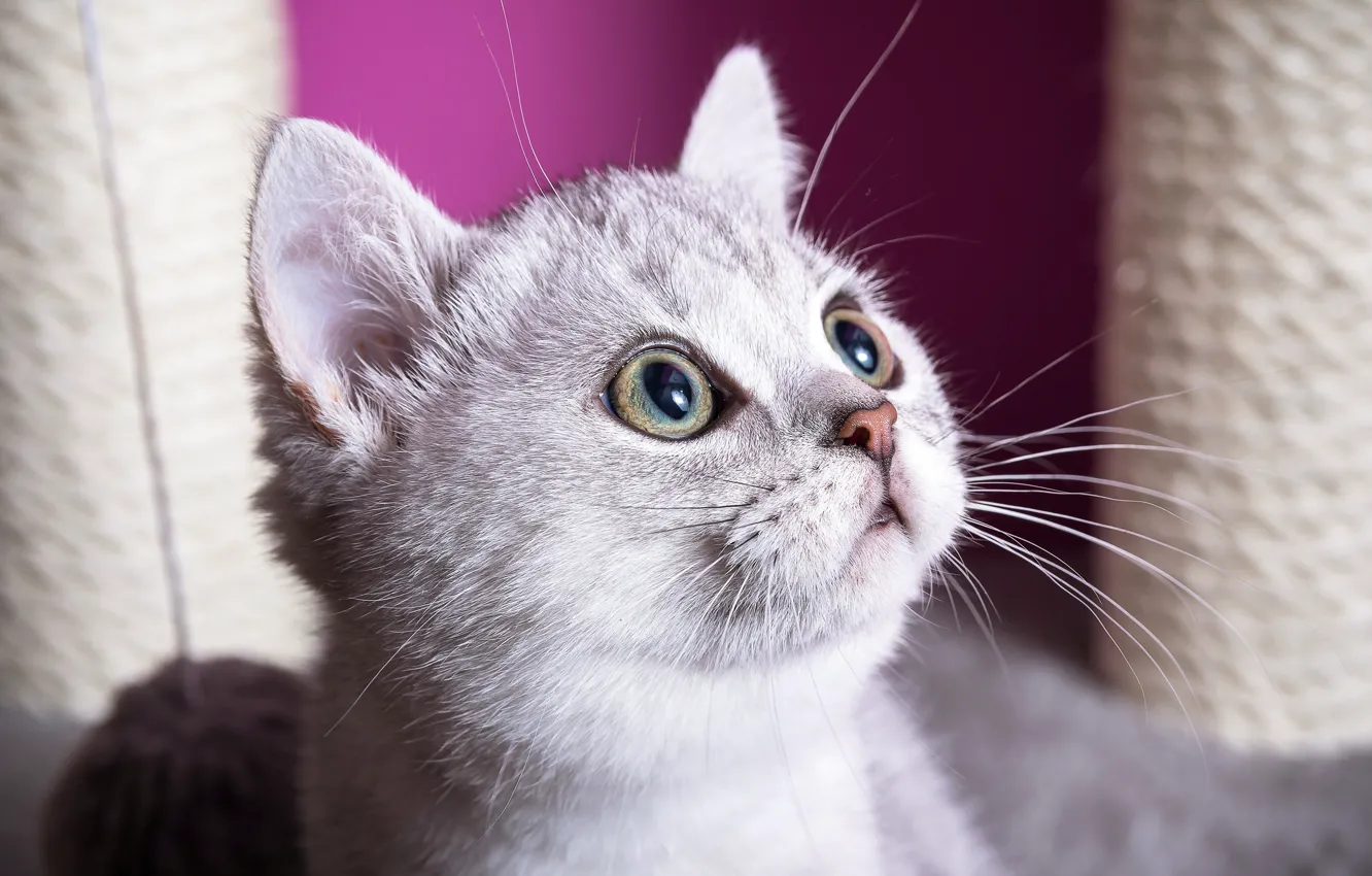 Photo wallpaper cat, white, eyes, look, face, light, kitty, portrait