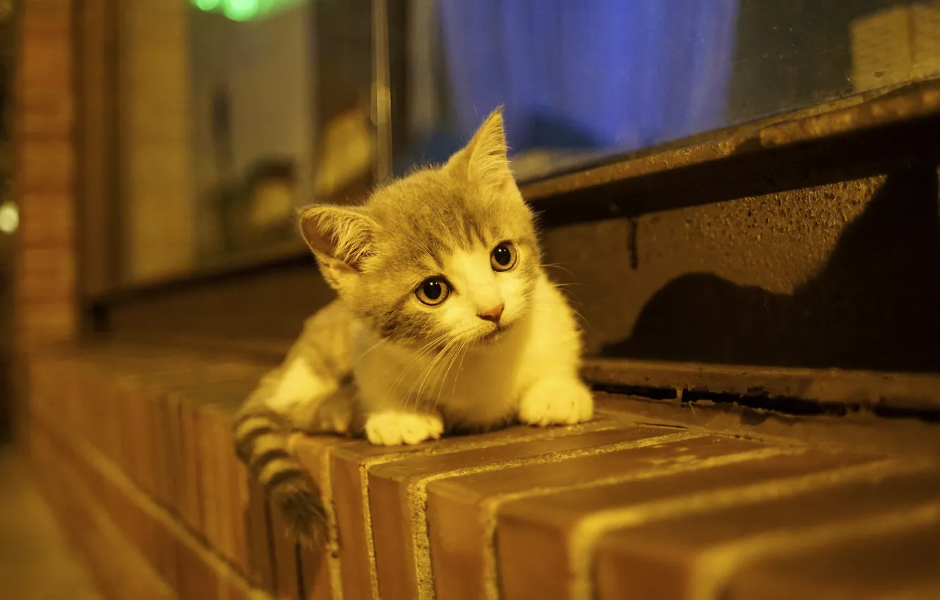 Photo wallpaper baby, kitty, on the windowsill