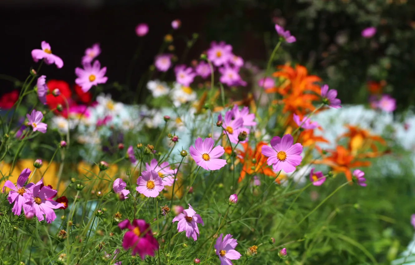 Photo wallpaper greens, summer, flowers, kosmeya