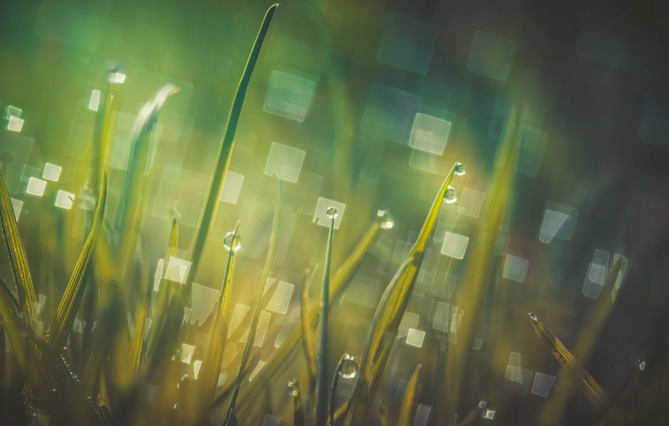 Photo wallpaper grass, macro, Rosa, glare, morning, bokeh