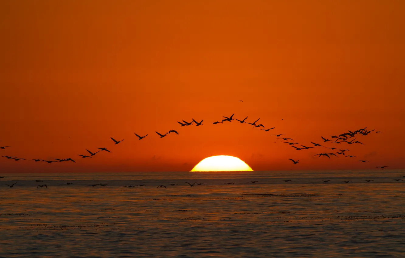 Photo wallpaper sea, the sky, the sun, sunset, birds