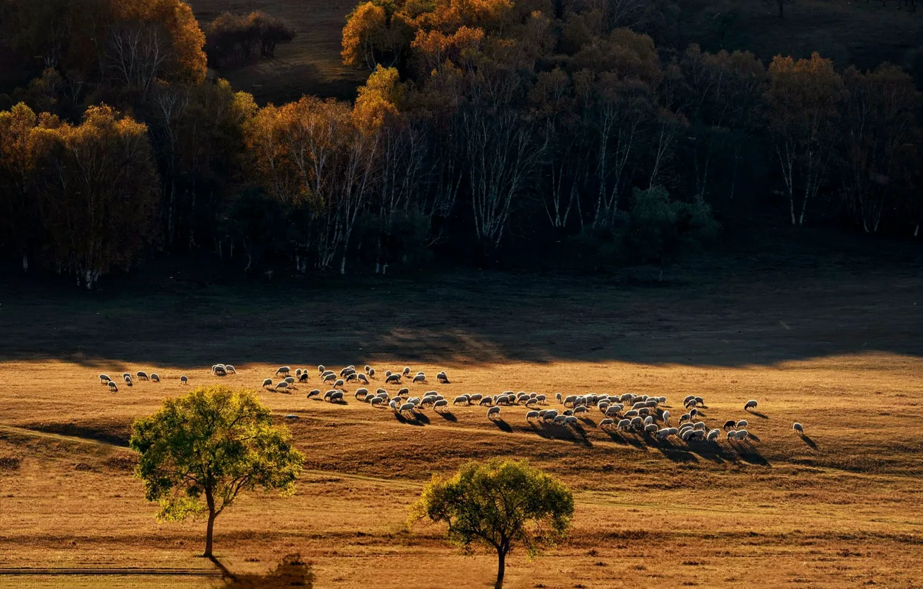 Photo wallpaper field, autumn, forest, light, trees, sheep, pasture, the herd