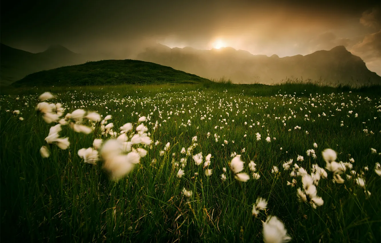 Photo wallpaper field, grass, mountains, fog, cotton