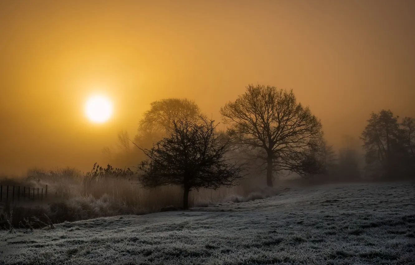 Photo wallpaper field, night, nature, fog