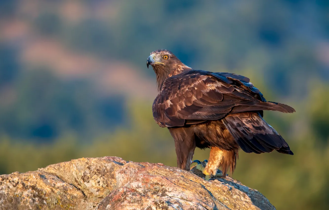 Photo wallpaper look, light, stones, background, bird, feathers, hawk, predatory