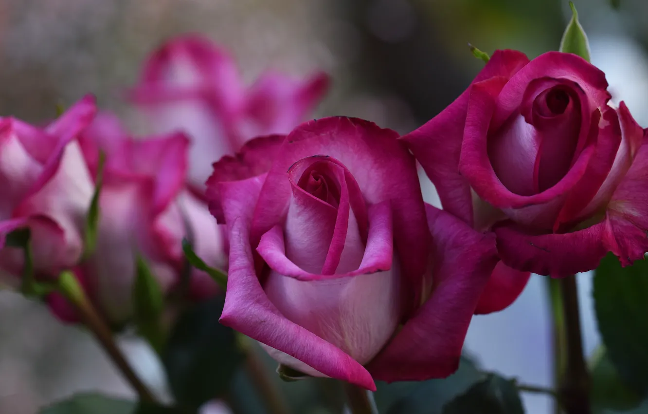 Photo wallpaper flowers, background, roses, bouquet, buds