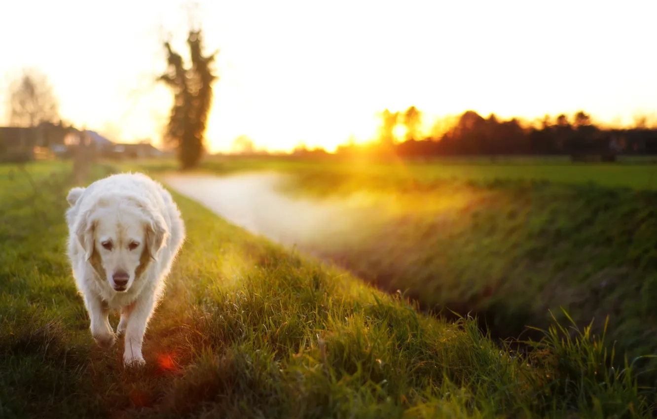 Photo wallpaper light, each, dog, morning