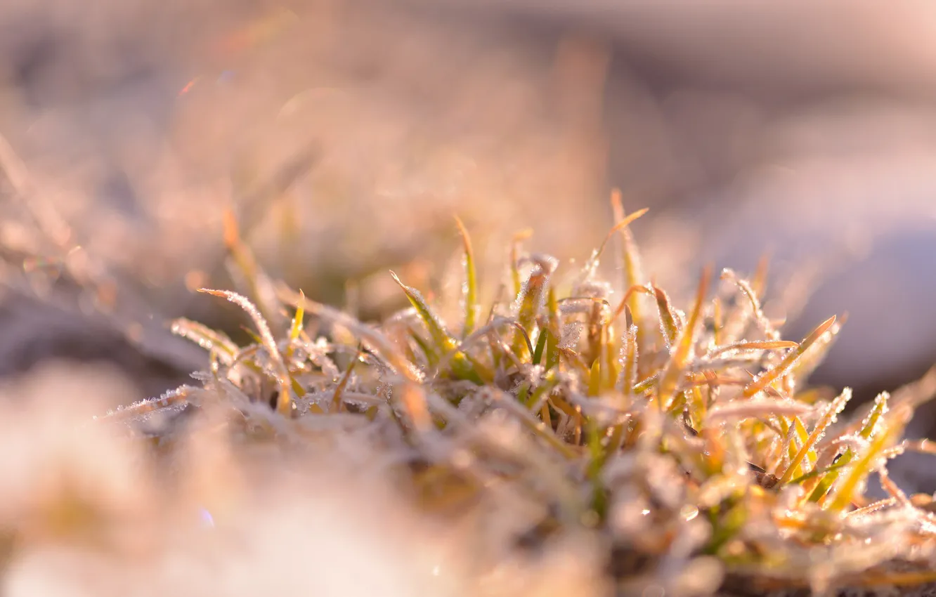 Photo wallpaper frost, grass, freezing, Bush