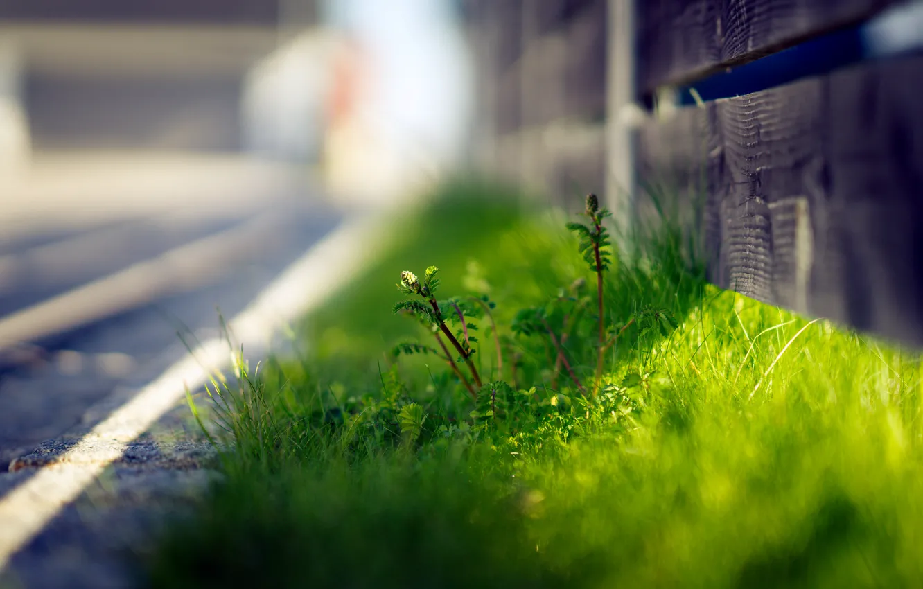 Photo wallpaper grass, street, the fence