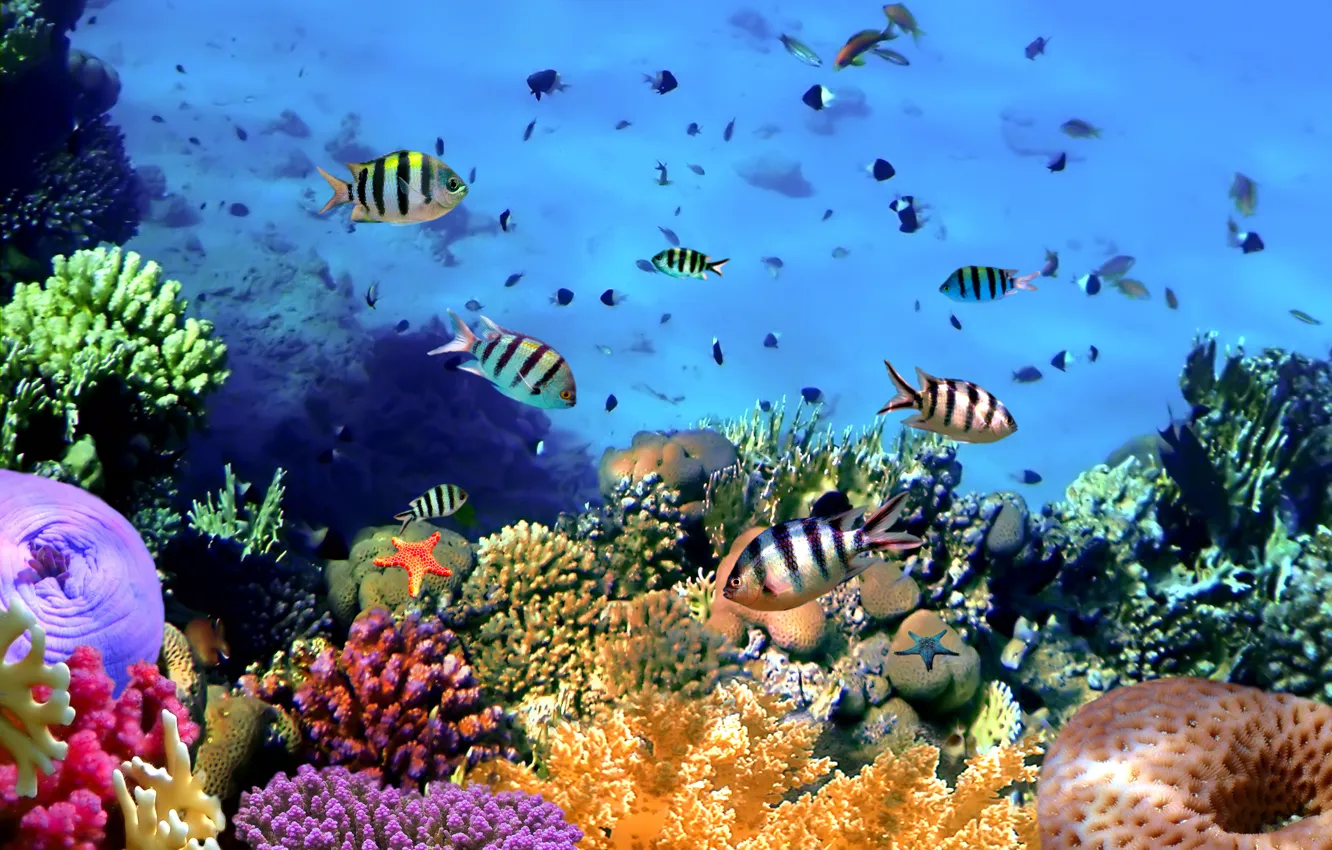 Photo wallpaper fish, underwater world, underwater, ocean, fishes, tropical, reef, coral