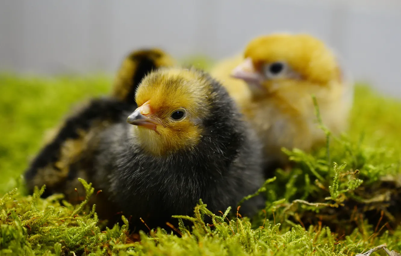 Photo wallpaper animal, chickens, fluffy, fluff, young