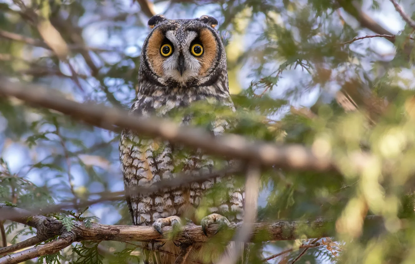 Photo wallpaper trees, branches, owl, bird, Long-eared owl