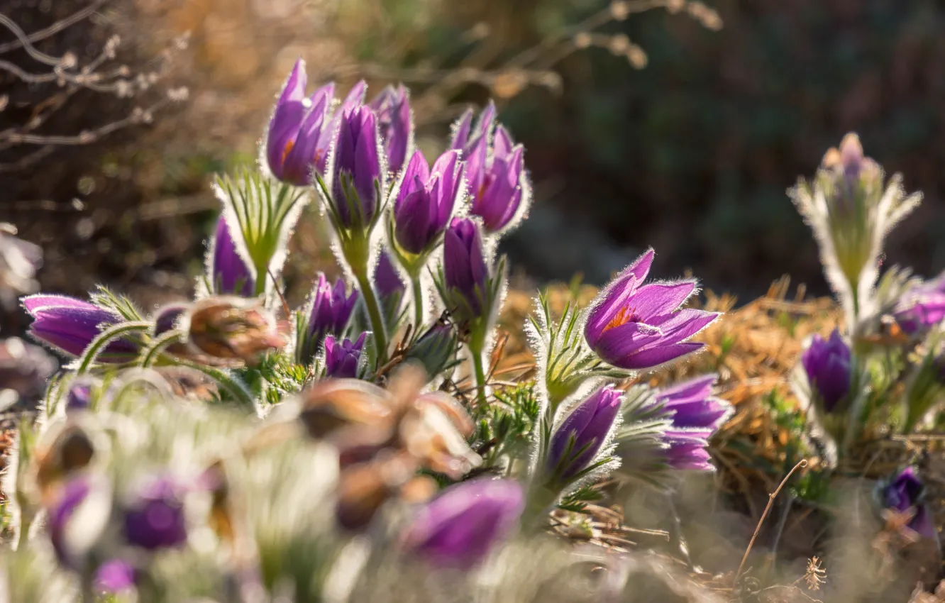 Photo wallpaper light, flowers, background, glade, spring, pink, bokeh, forest