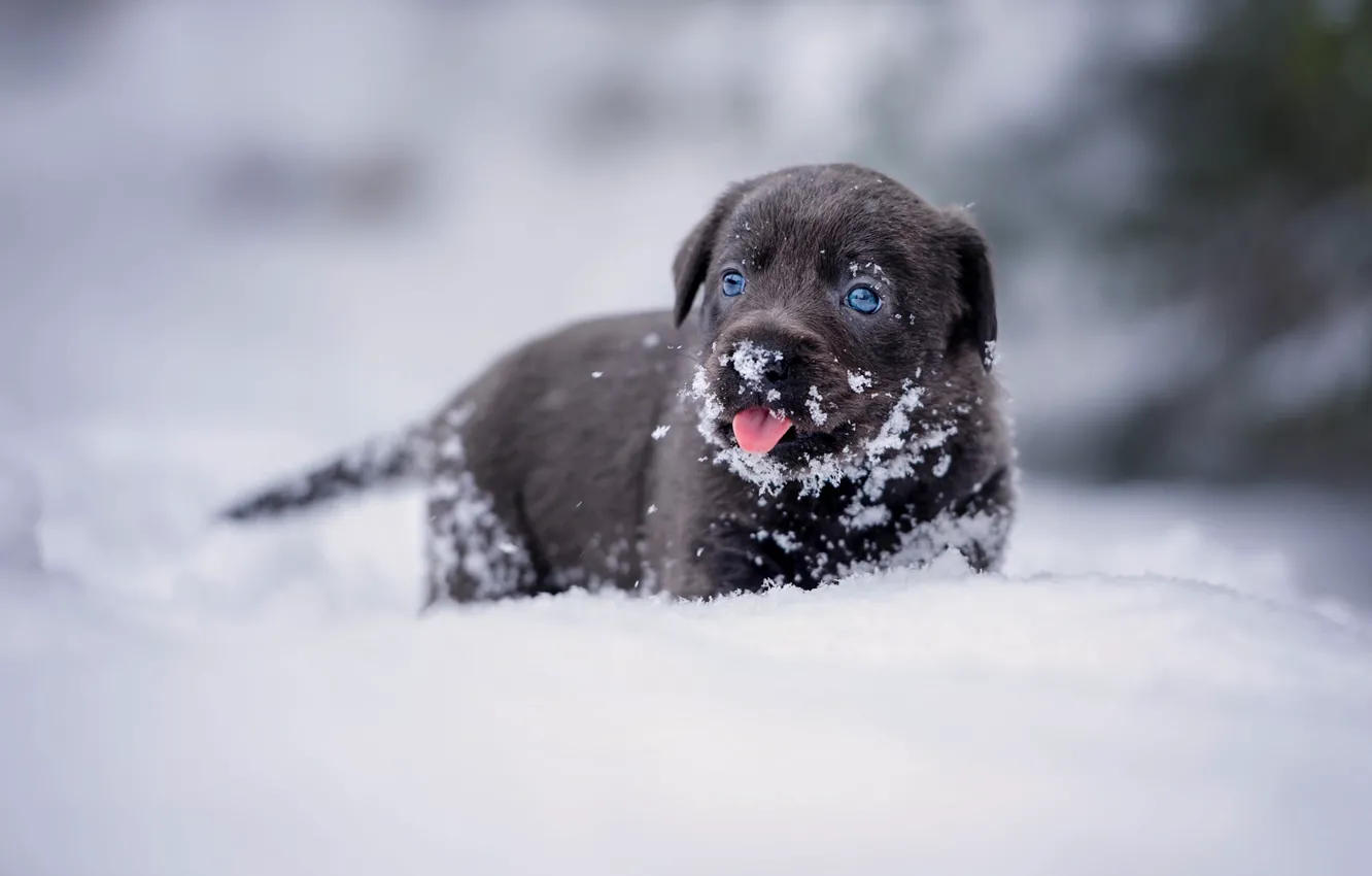 Photo wallpaper winter, language, look, snow, portrait, dog, baby, the snow