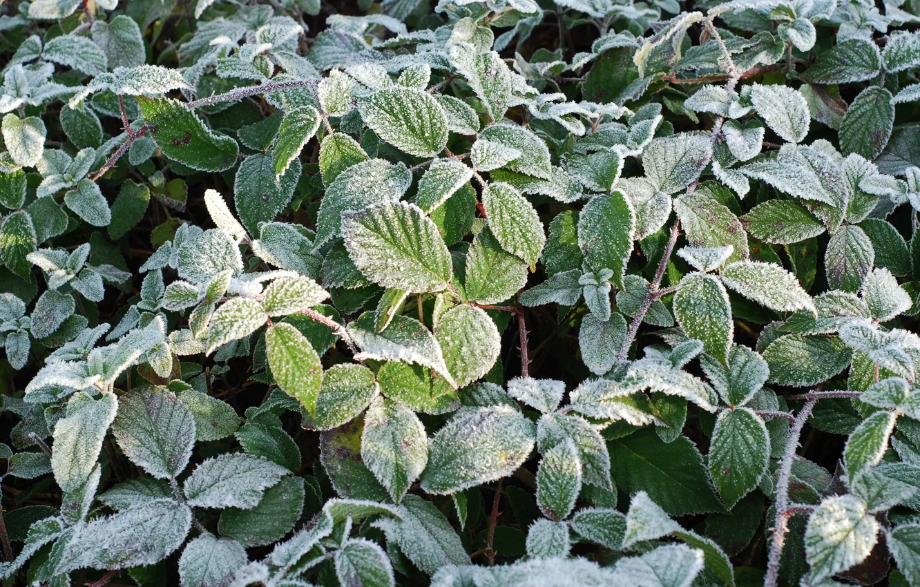 Photo wallpaper plant, morning, freezing