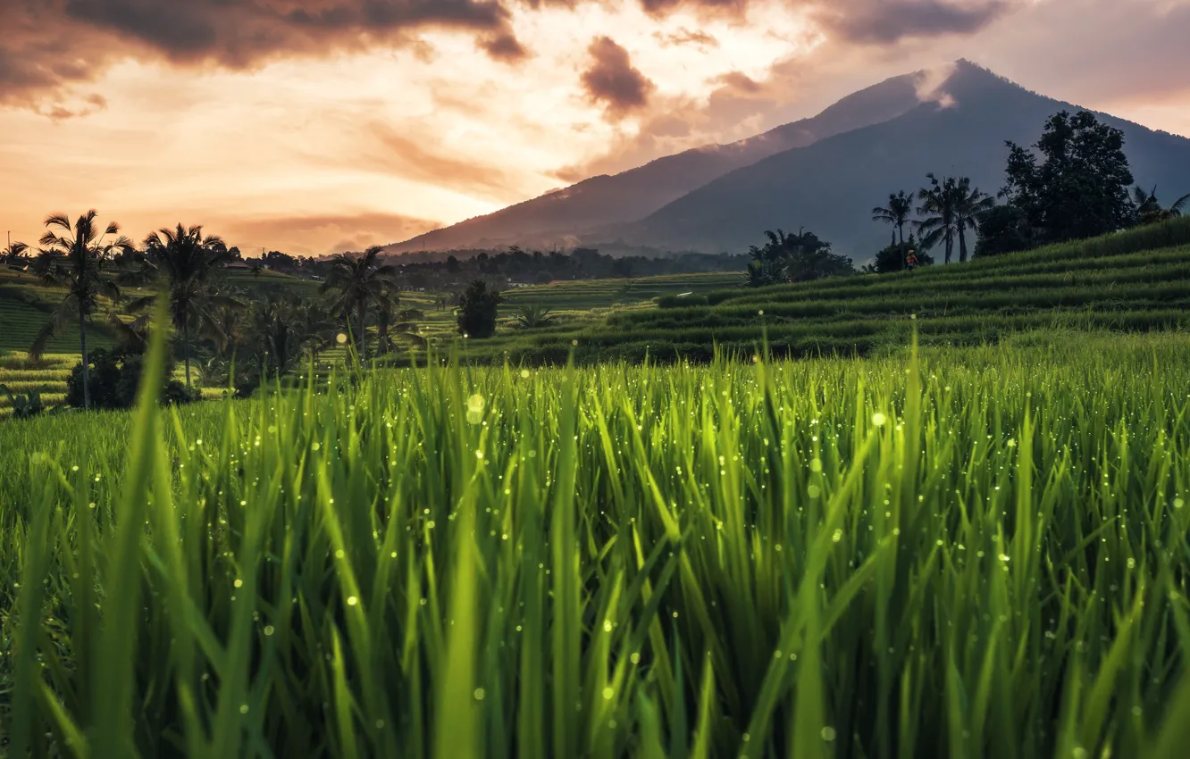 Photo wallpaper Bali, Indonesia, rice field