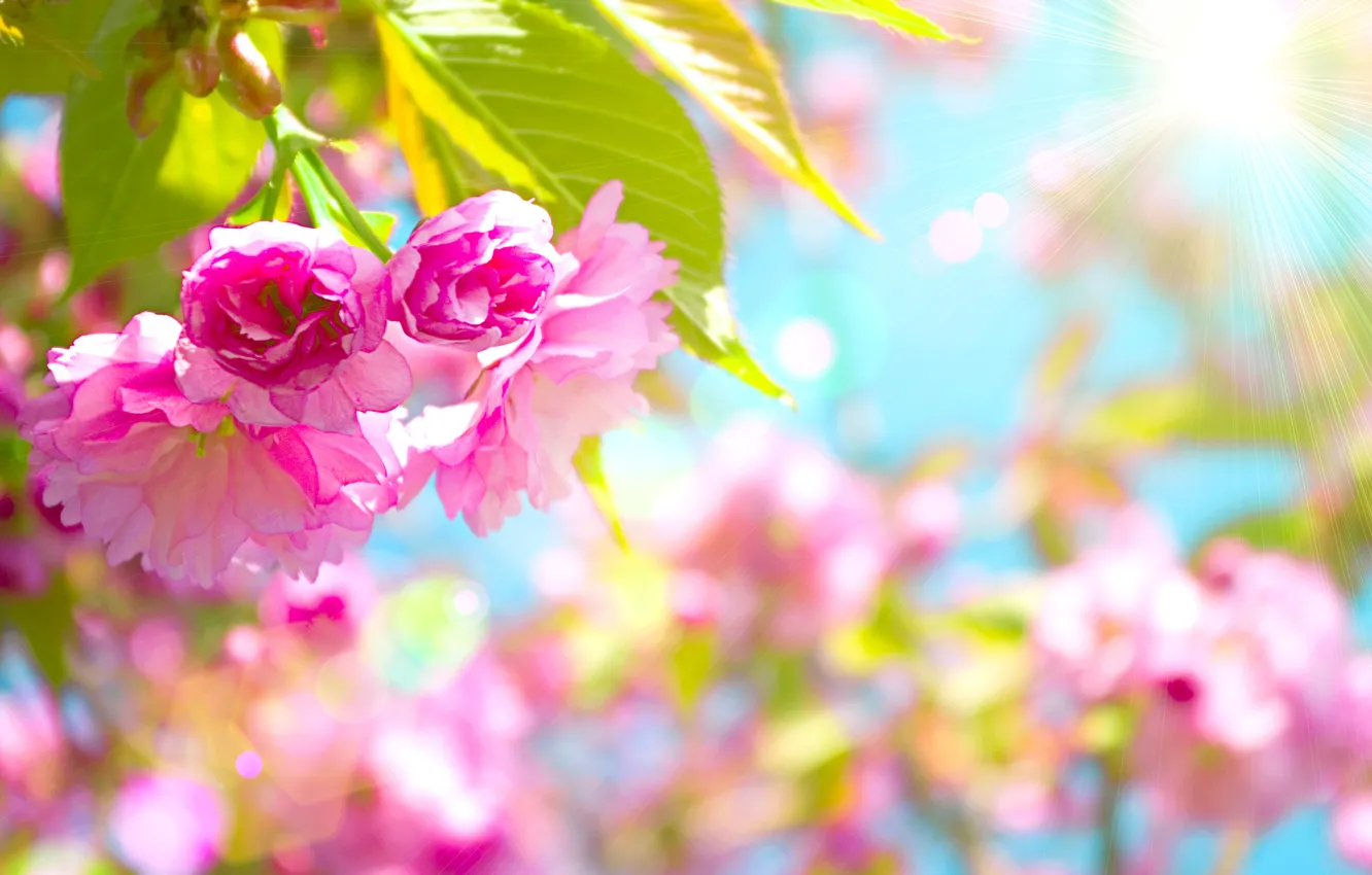 Photo wallpaper flowers, cherry, pink, Beautiful, flowering, pink, blossom, flowers