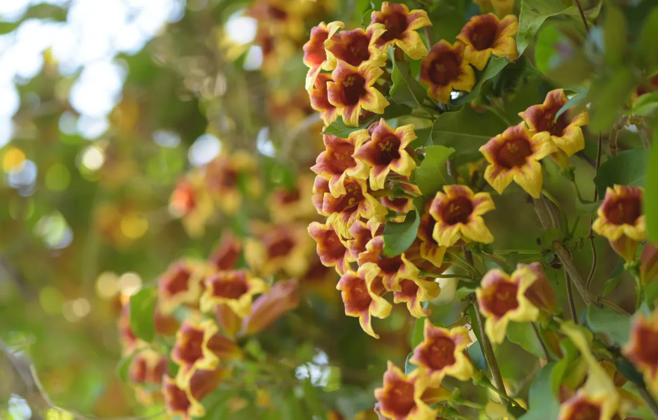 Photo wallpaper flowers, bokeh, Bignonia