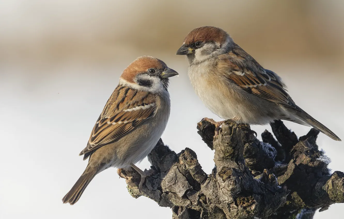 Photo wallpaper background, bird, stump, Sparrow
