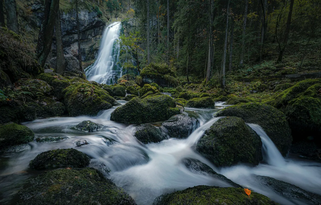 Photo wallpaper forest, river, stones, waterfall, moss, Austria, cascade, Austria