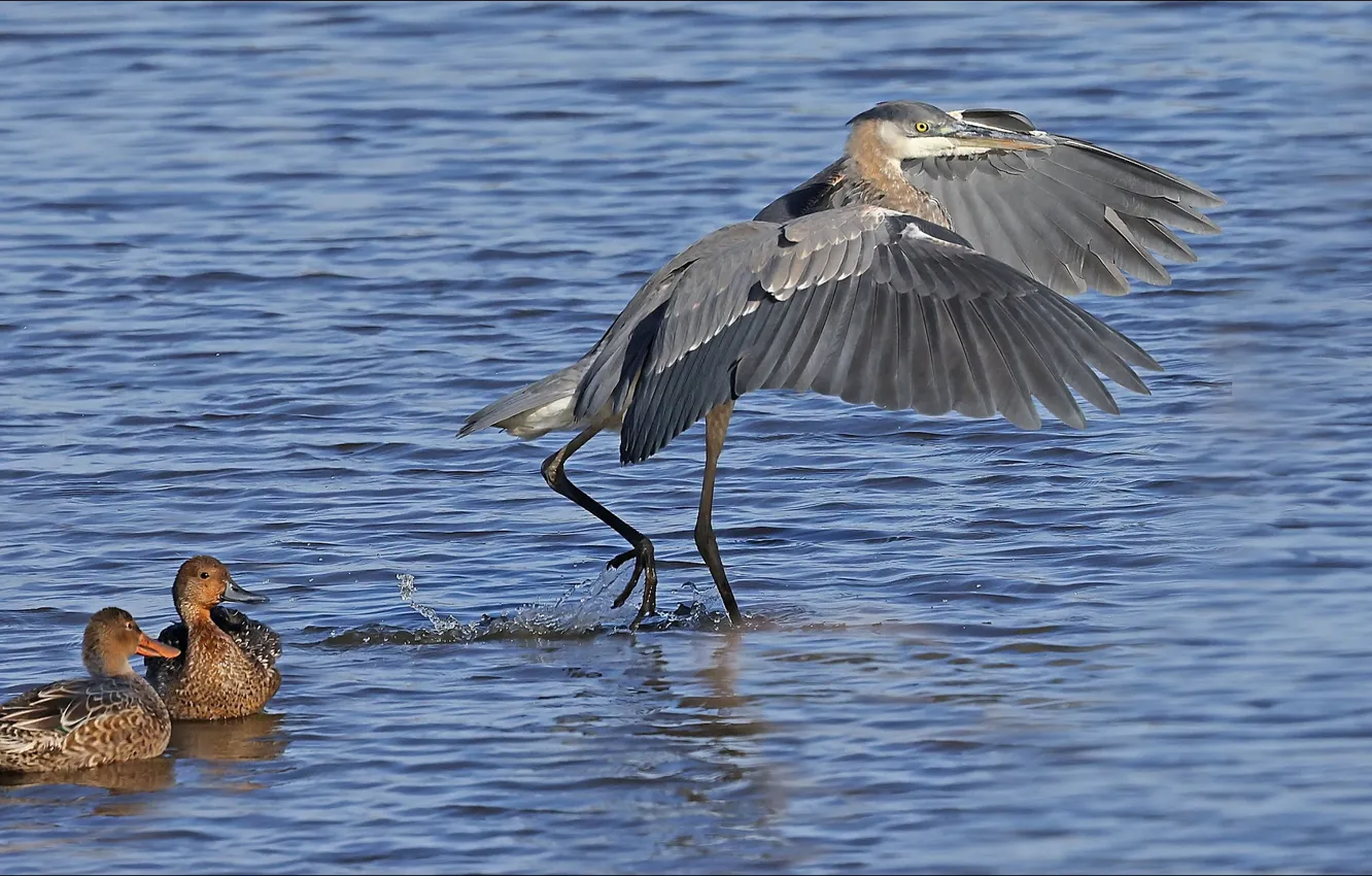 Photo wallpaper bird, nature, birds, Trio