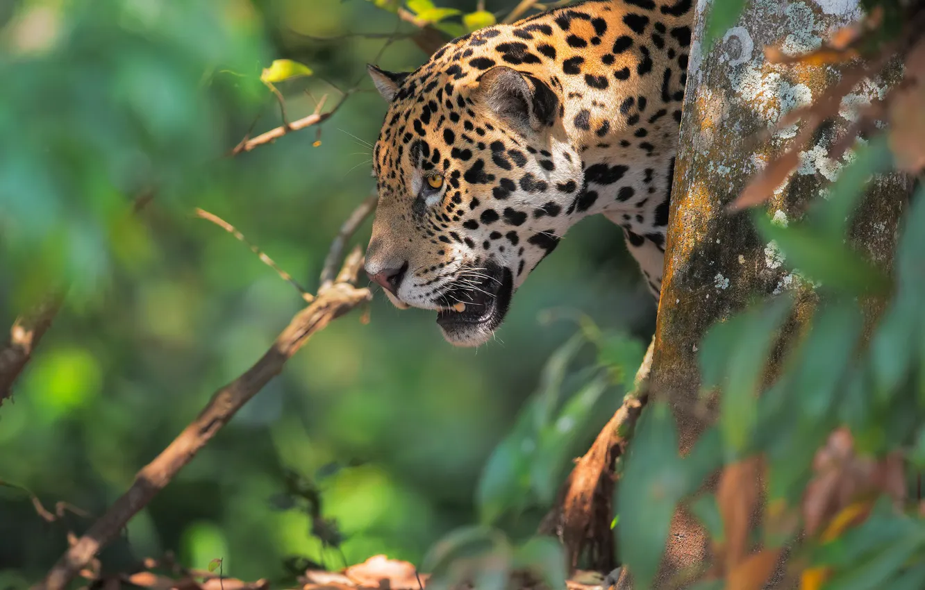 Photo wallpaper face, nature, background, Jaguar, wild cat, bokeh
