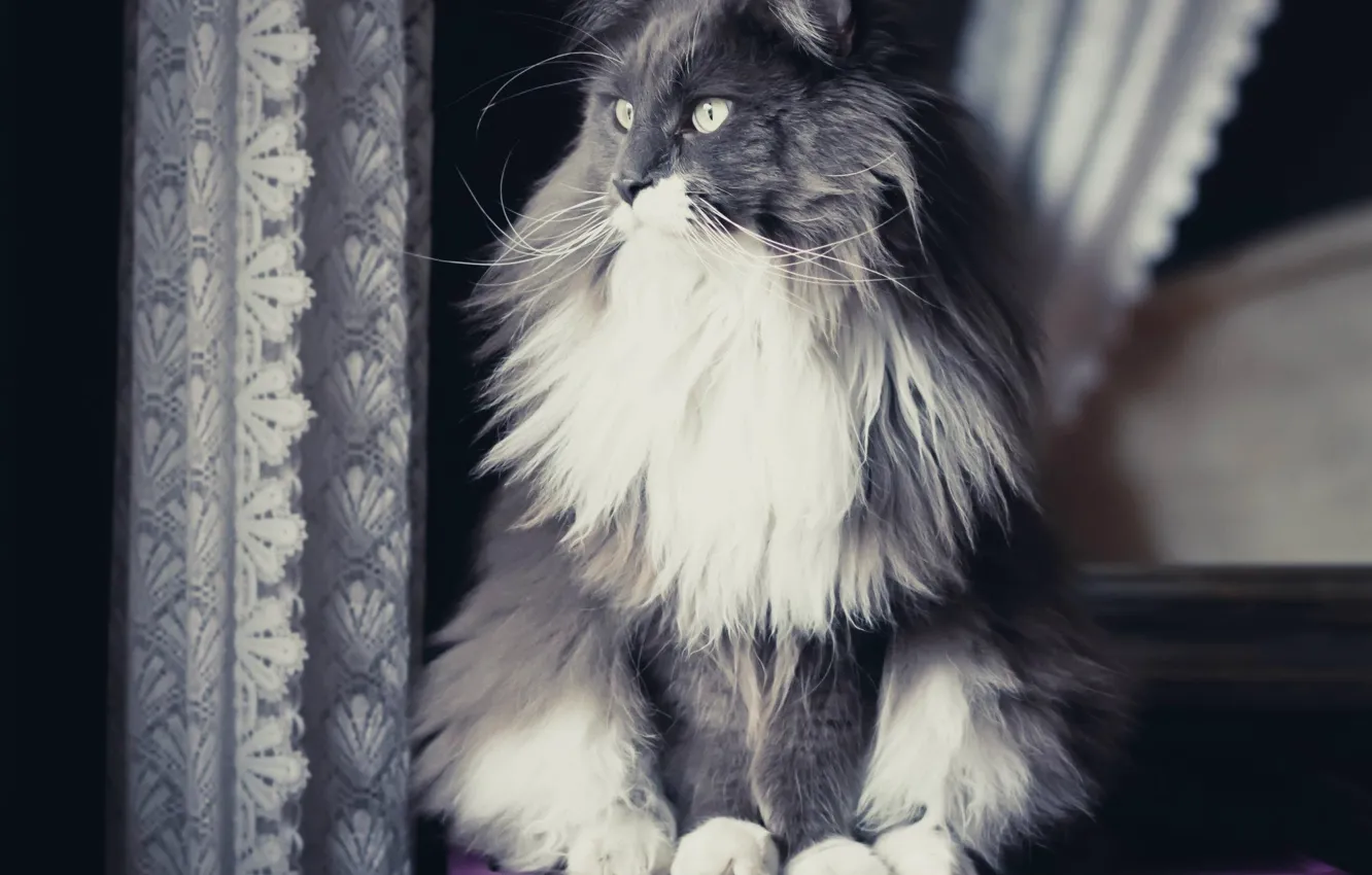 Photo wallpaper cat, cat, look, Koshak