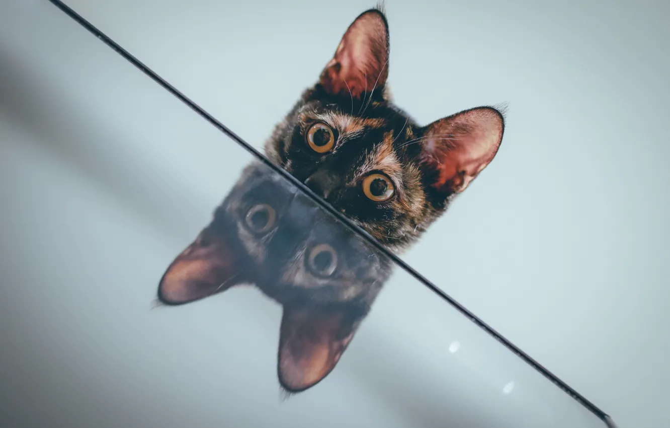 Photo wallpaper eyes, cat, reflection