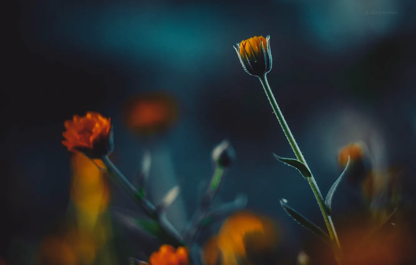 Photo wallpaper summer, flowers, calendula