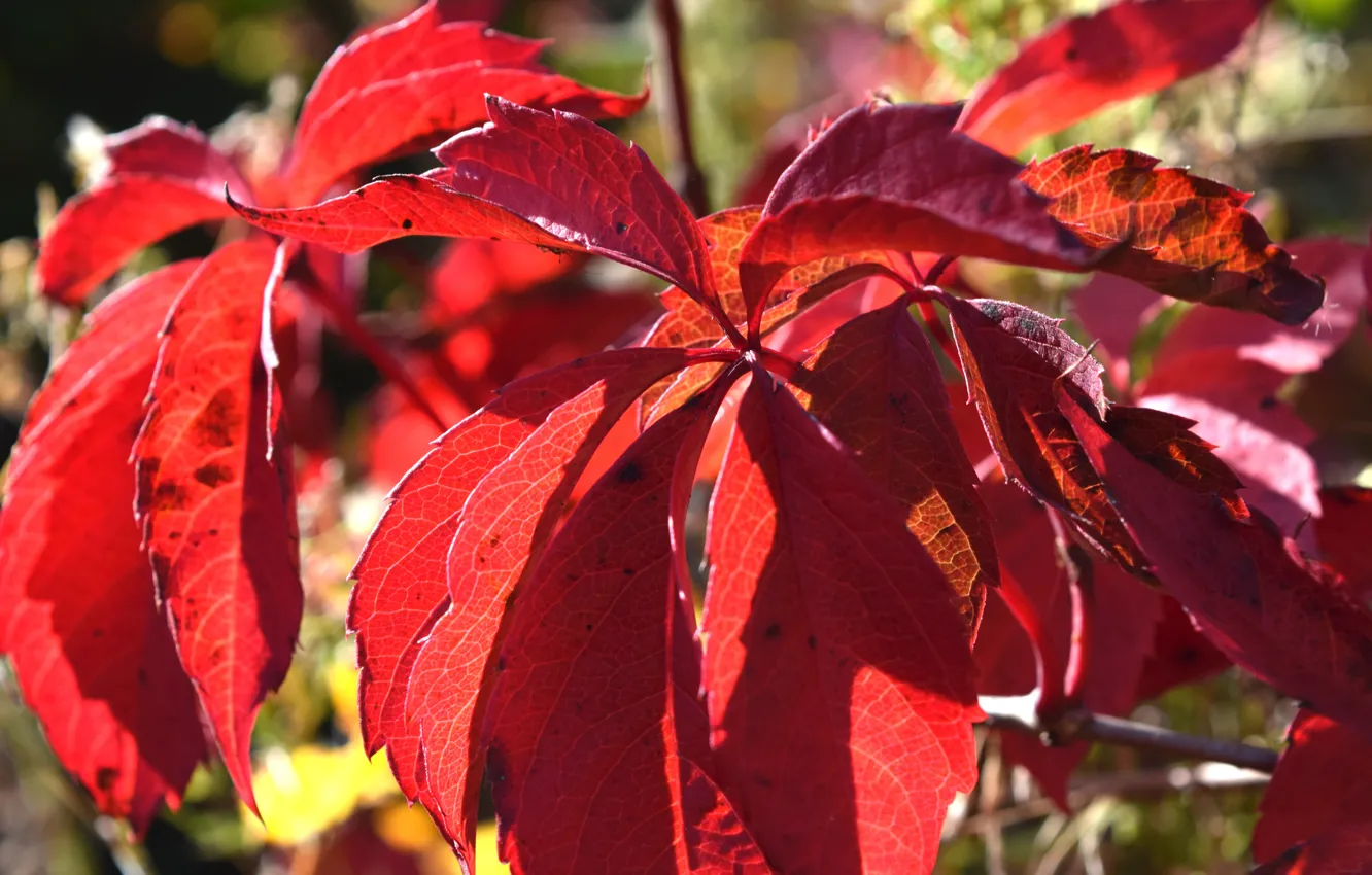 Photo wallpaper leaves, red, autumn leaves, sinuforte