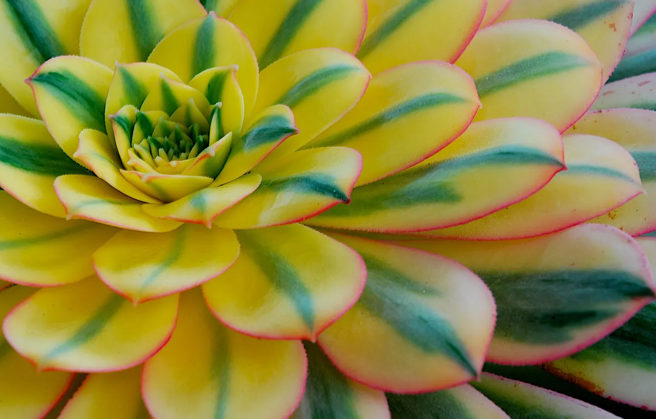 Photo wallpaper leaves, macro, plant, succulents, ionium