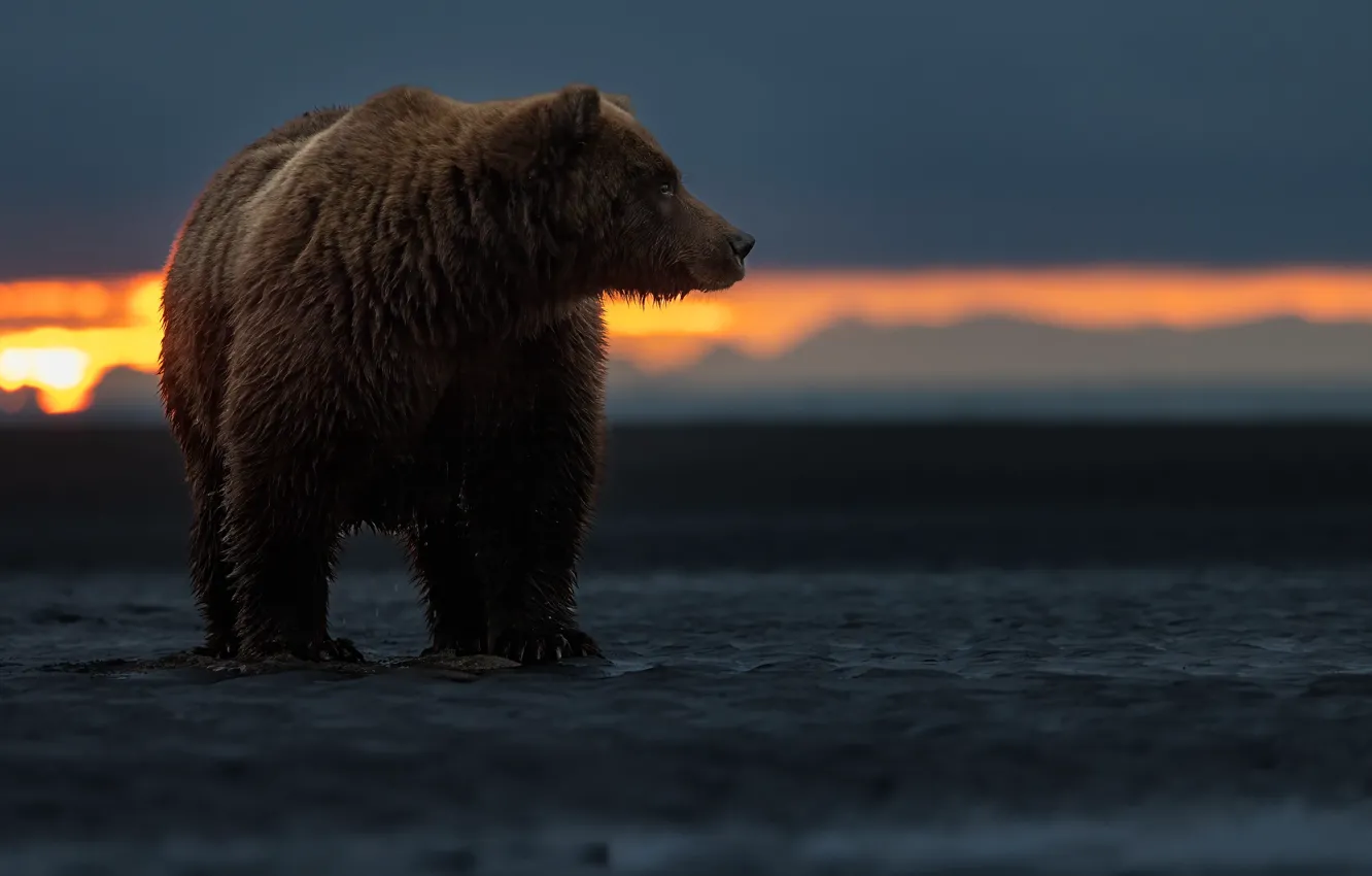 Photo wallpaper sunset, bear, Alaska, the Bruins